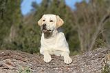 LABRADOR 628